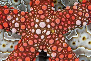 Arty: Indonesia, Raja Ampat. Partial view of colorful