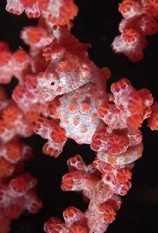 Strait: Indonesia, Raja Ampat. A pygmy seahorse