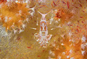 Rarely: Indonesia, Raja Ampat. Rarely seen tiger