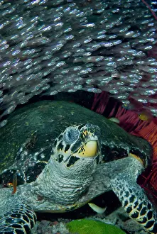 Hawksbill: Indonesia, Raja Ampat. A school of glassfish