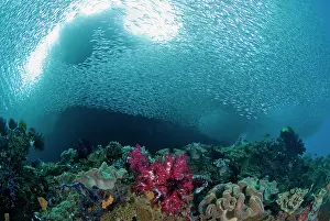 Waigeo: Indonesia, Raja Ampat. School of silvery