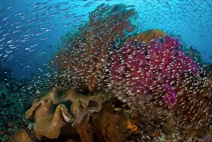 Waigeo: Indonesia, Raja Ampat. School of silvery