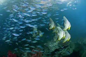 Dampier: Indonesia, Raja Ampat. Schooling fish in