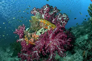 Waigeo: Indonesia, Raja Ampat. Schooling silverside