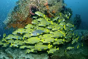 Shimlock: Indonesia, Raja Ampat. Schooling sweetlip