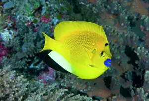 Misool: Indonesia, Raja Ampat. A three spot angelfish