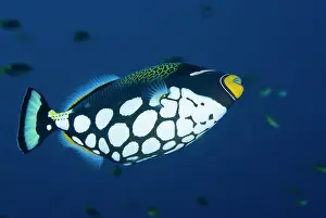 Misool: Indonesia, Raja Ampat. Underside view of