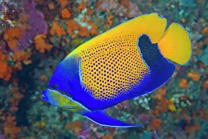 Girdled: Indonesia, Raja Ampat. Side view of blue-girdled
