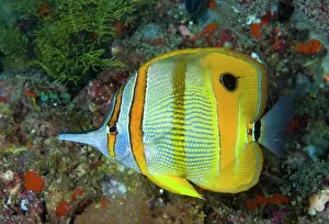 Misool: Indonesia, Raja Ampat. Side view close-up
