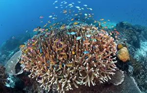 Anthia: Indonesia, Raja Ampat. View of diverse