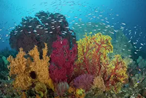Snorkeling: Indonesia, Raja Ampat. View of diverse coral