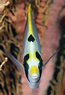 Masked: Indonesia, Raja Ampat. Front view of masked