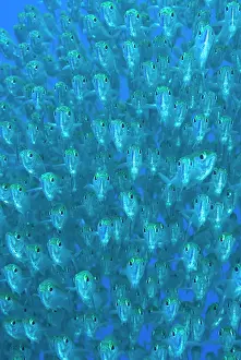 Arty: Indonesia, Raja Ampat. Front view of schooling