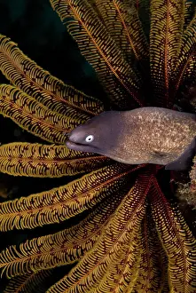 Crinoid: Indonesia, Raja Ampat. A white-eye moray