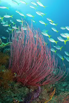 Yellowtail: Indonesia, Raja Ampat. Yellowtail fusilier