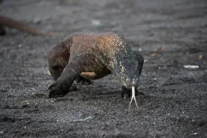 Monitor: Indonesia, Rinca Island, Komodo National