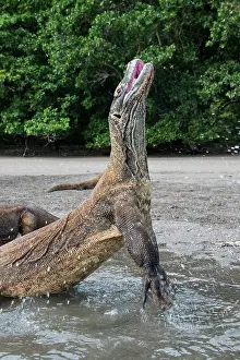 Monitor: Indonesia, Rinca Island, Komodo National