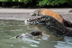 Monitor: Indonesia, Rinca Island, Komodo National