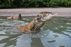 Monitor: Indonesia, Rinca Island, Komodo National