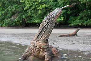 Monitor: Indonesia, Rinca Island, Komodo National