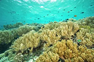 Staghorn: Indonesia, South Sulawesi Province, Wakatobi