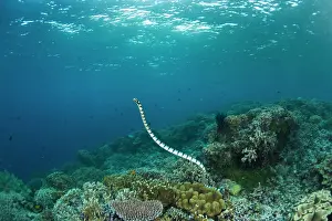 Wakatobi: Indonesia, South Sulawesi Province, Wakatobi