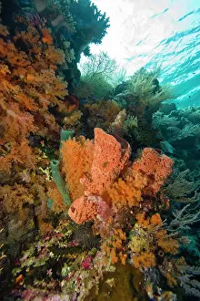Wakatobi: Indonesia, South Sulawesi Province, Wakatobi