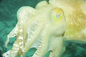 Wakatobi: Indonesia, South Sulawesi Province, Wakatobi