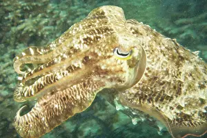 Wakatobi: Indonesia, South Sulawesi Province, Wakatobi