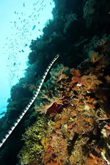Wakatobi: Indonesia, South Sulawesi Province, Wakatobi