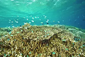 Chromis: Indonesia, South Sulawesi Province, Wakatobi