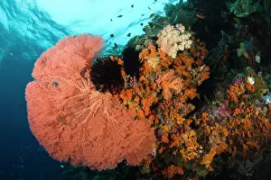 Wakatobi: Indonesia, South Sulawesi Province, Wakatobi