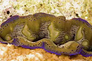 Shellfish: Indonesia, South Sulawesi Province, Wakatobi