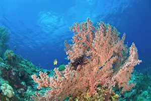 Wakatobi: Indonesia, South Sulawesi Province, Wakatobi