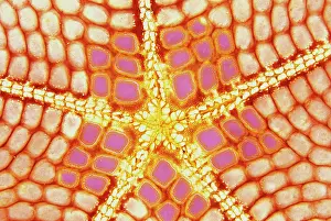 Feature Idea - Patterns In Nature: Indonesia. Starfish mouth, detail