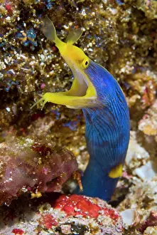 Ribbon: Indonesia, Suangi Island. Close-up of colorful