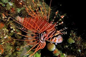 Spotfin: Indonesia, Sulawesi. Close up of spotfin