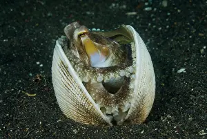 Sualwesi: Indonesia, Sulawesi Island, Lembeh Strait