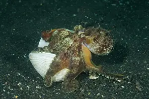 Sualwesi: Indonesia, Sulawesi Island, Lembeh Strait