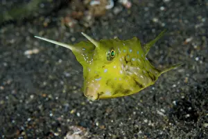 Primitive: Indonesia, Sulawesi Island, Lembeh Strait