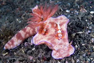 Ceratosoma: Indonesia, Sulawesi Island, Lembeh Strait
