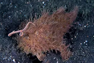 Anglerfish: Indonesia, Sulawesi Island, Lembeh Strait
