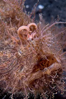 Anglerfish: Indonesia, Sulawesi Island, Lembeh Strait