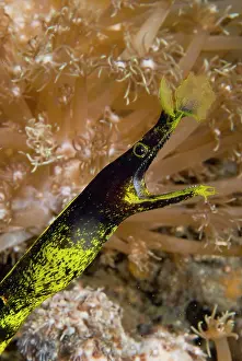 Ribbon: Indonesia, Sulawesi Island, Lembeh Strait