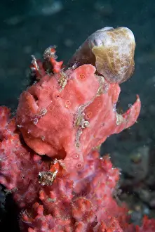 Anglerfish: Indonesia, Sulawesi Island, Lembeh Strait
