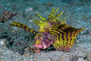 Coloration: Indonesia, Sulawesi Island, Lembeh Strait