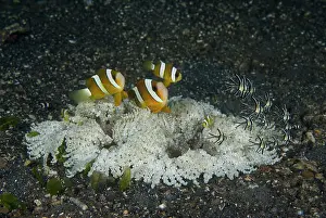 Anemonefish: Indonesia, Sulawesi Island, Lembeh Strait