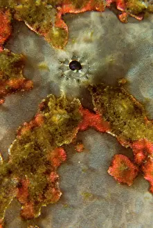 Anglerfish: Indonesia, Sulawesi Island, Lembeh Strait