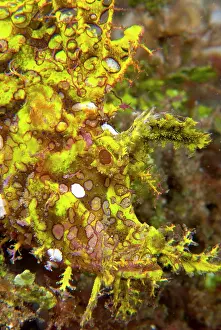 Rhinopias: Indonesia, Sulawesi Island, Lembeh Strait