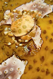 Bumble: Indonesia, Sulawesi Island, Lembeh Strait
